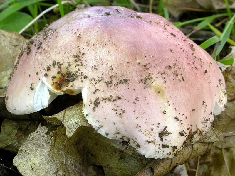  Image name: russula_vesca.jpg 
 width: 800 pixel 
 height: 600 pixel 
 Size: 74247 bytes 
 Click to enlarge 